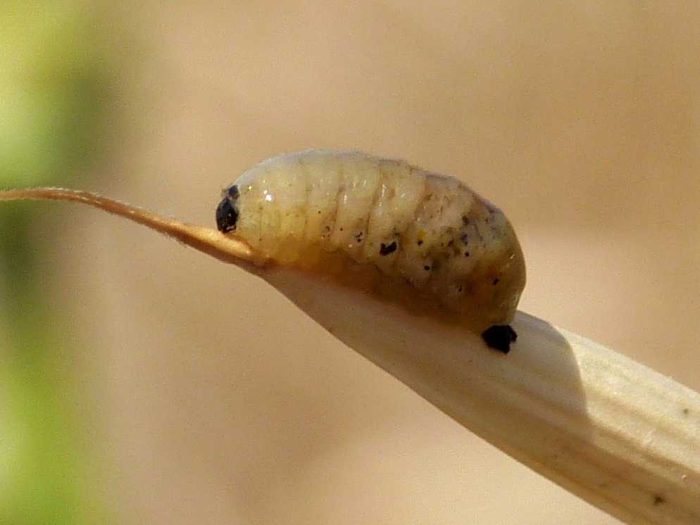 Larve e aulto di Cionus sp. (Curculionidae) su verbasco